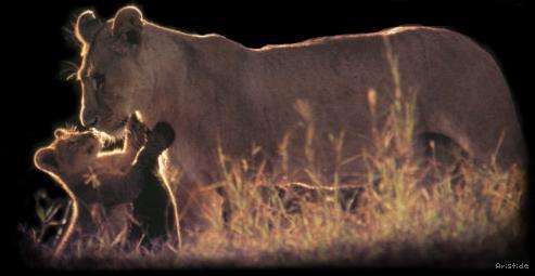 Lion Cub hugging mummy